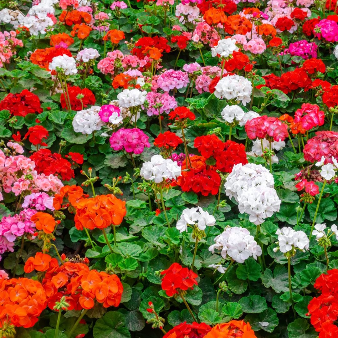 Cómo cuidar los geranios en invierno para que se llenen de flores en primavera