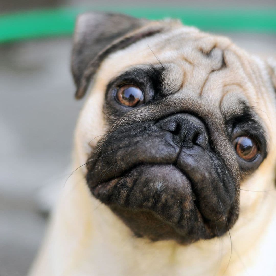 Las razas de perro que más se abandonan