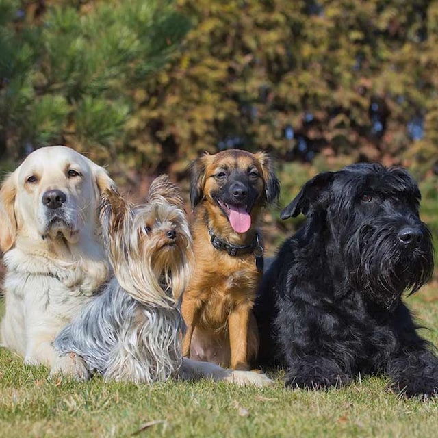 razas perros