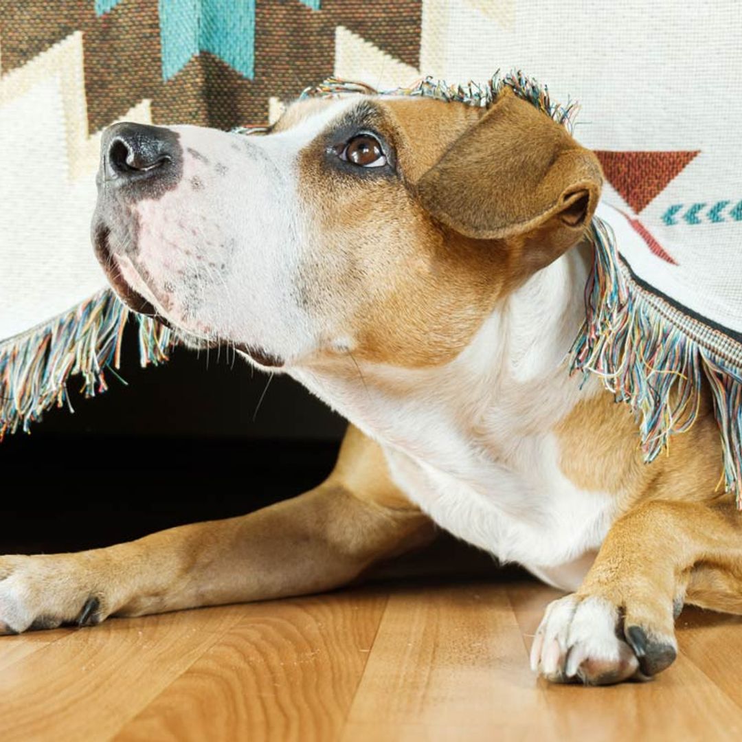 ¿Tu mascota tiene ansiedad causada por el ruido? Sigue estos consejos para calmarla