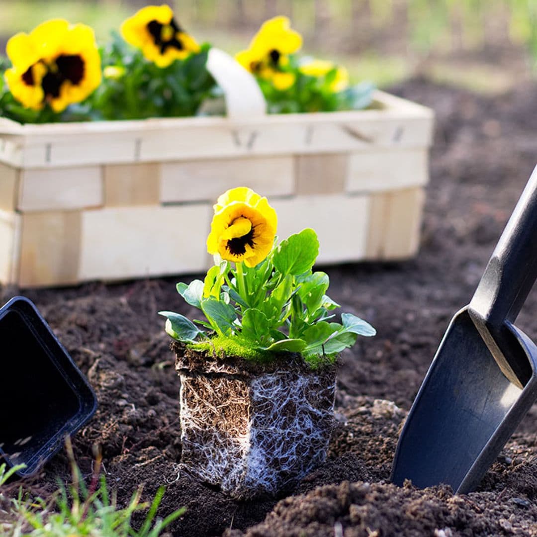 Aprende a elegir un sustrato de calidad para tus plantas (ellas te lo agradecerán)