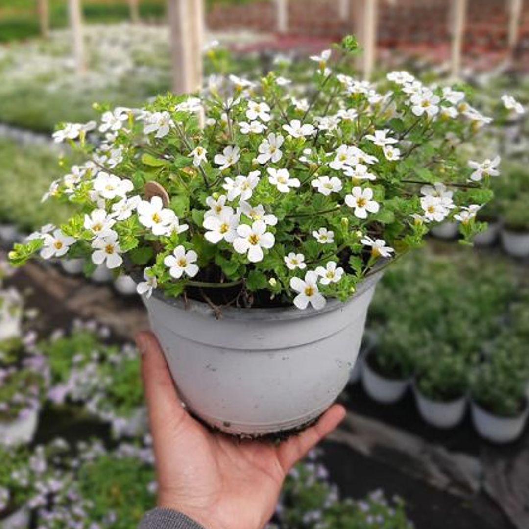La planta perfecta para dar la bienvenida a la primavera con flores durante meses y cuidados muy sencillos