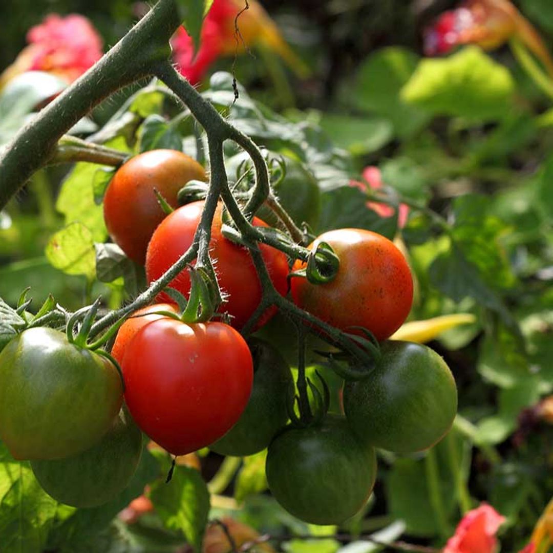 ¿Has plantado tomates? Estos son los principales problemas a los que te puedes enfrentar