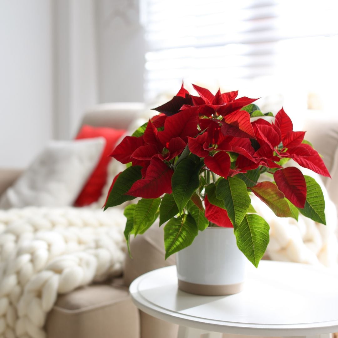 Las plantas más navideñas para cultivar en casa y en el jardín y que darán frescura y color a tu hogar en esta época mágica