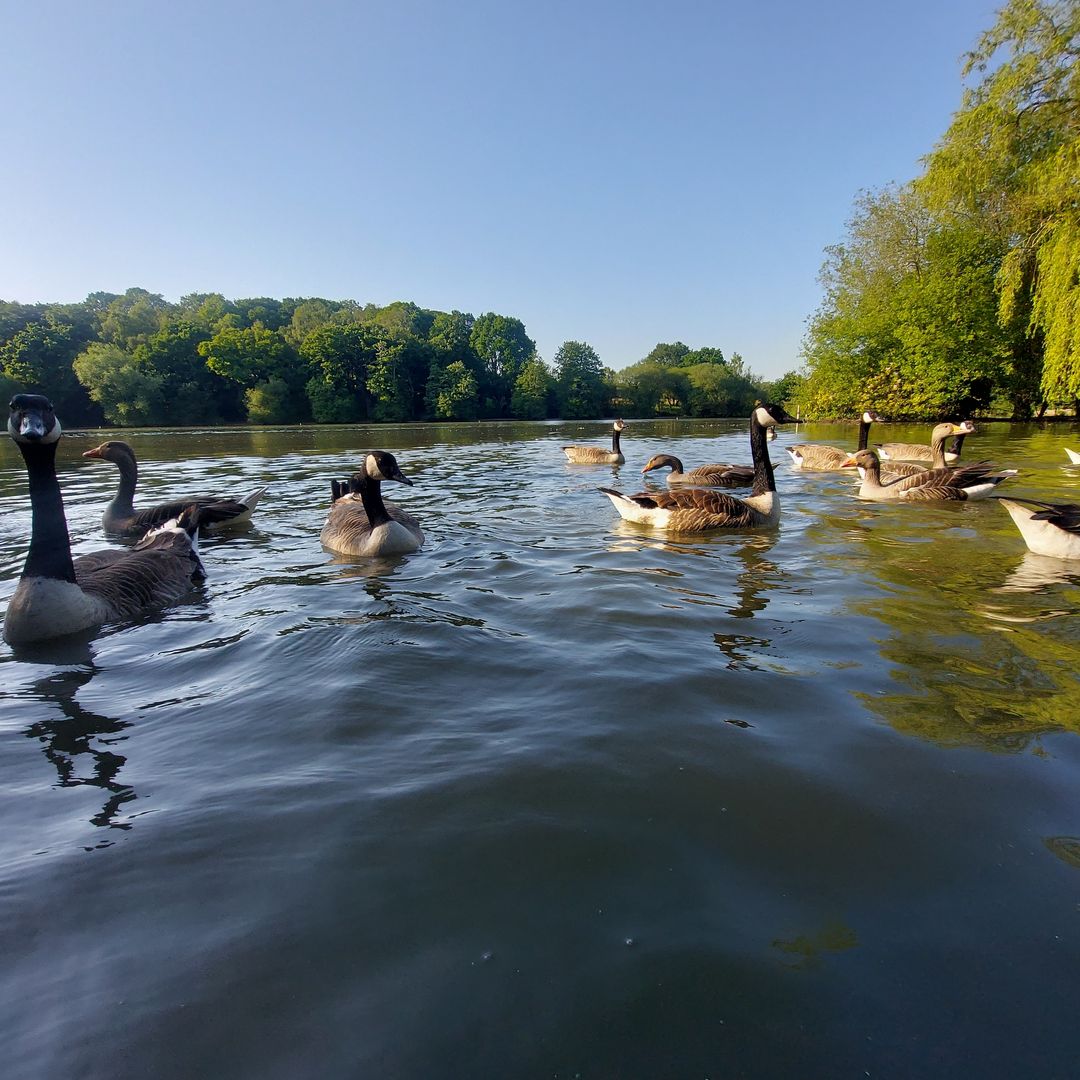 Patos en Hyde Park