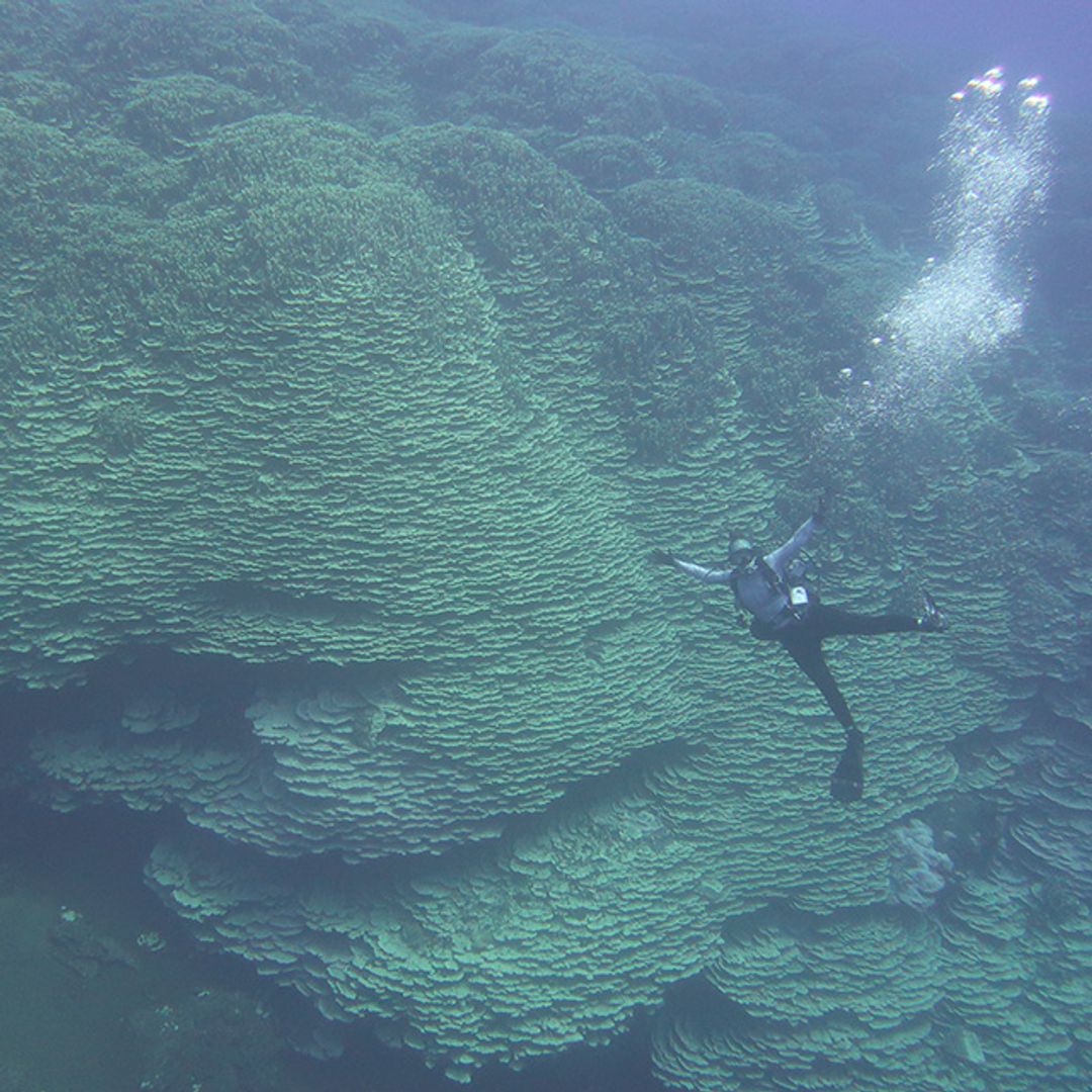 Ni los científicos podían medirlo: hallan un coral gigante de 2.000 años en un volcán submarino