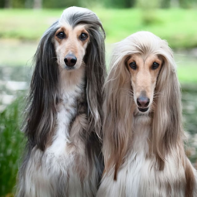 galgo afgano