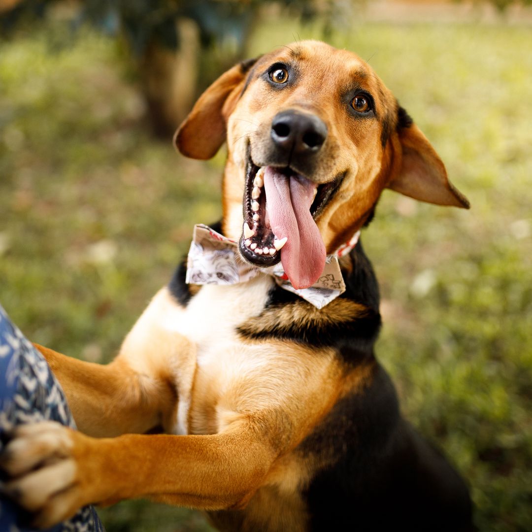 Nuestra veterinaria explica por qué tu perro salta, llora y corre cuando llegas a casa: "Podría existir un problema relacionado con la separación".