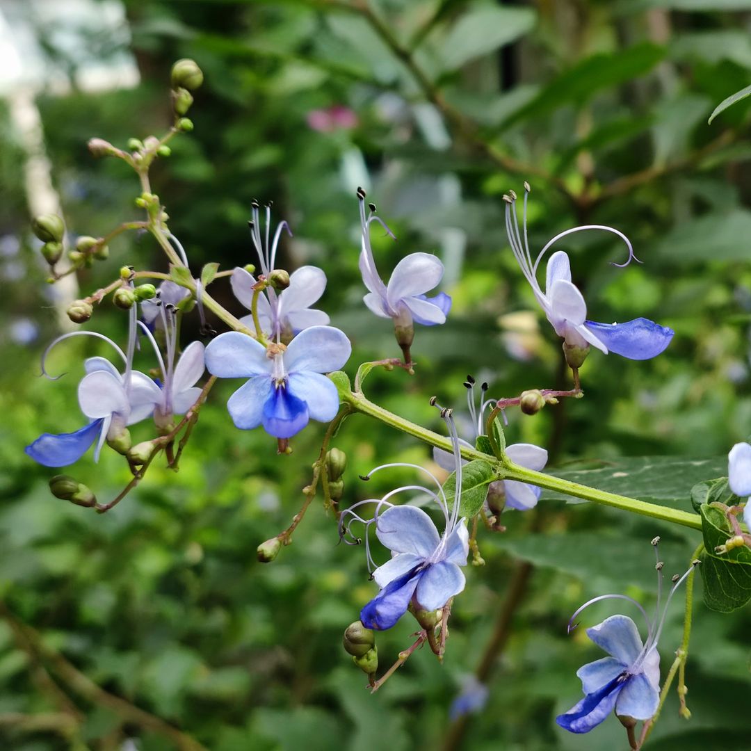 9 plantas con flores que parecen mariposas y son perfectas para decorar tu casa, terraza o jardín