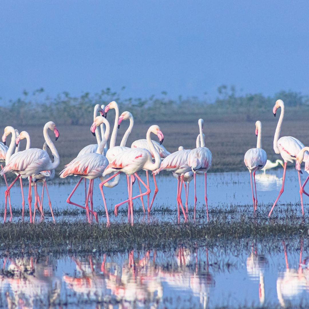 Flamencos en el Delta del Ebro, Tarragona