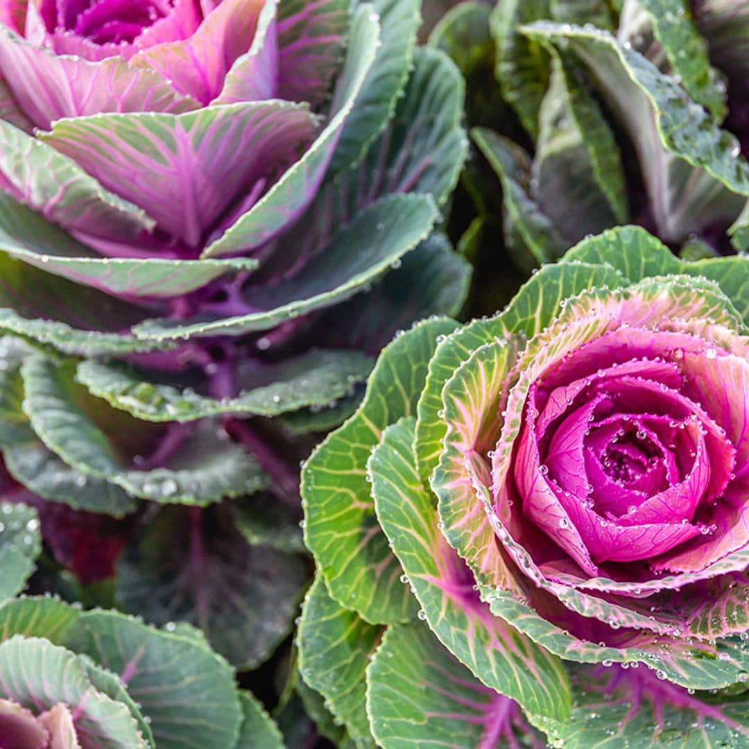 Col ornamental, una belleza de invierno para tu jardín
