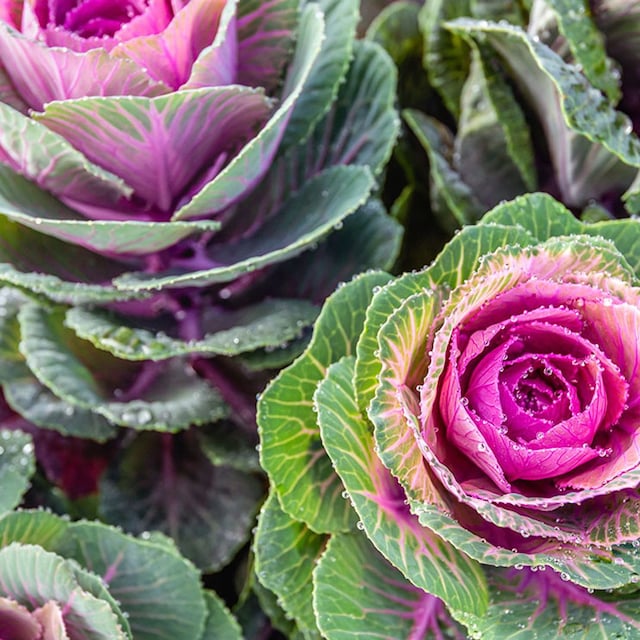 cultivar col ornamental