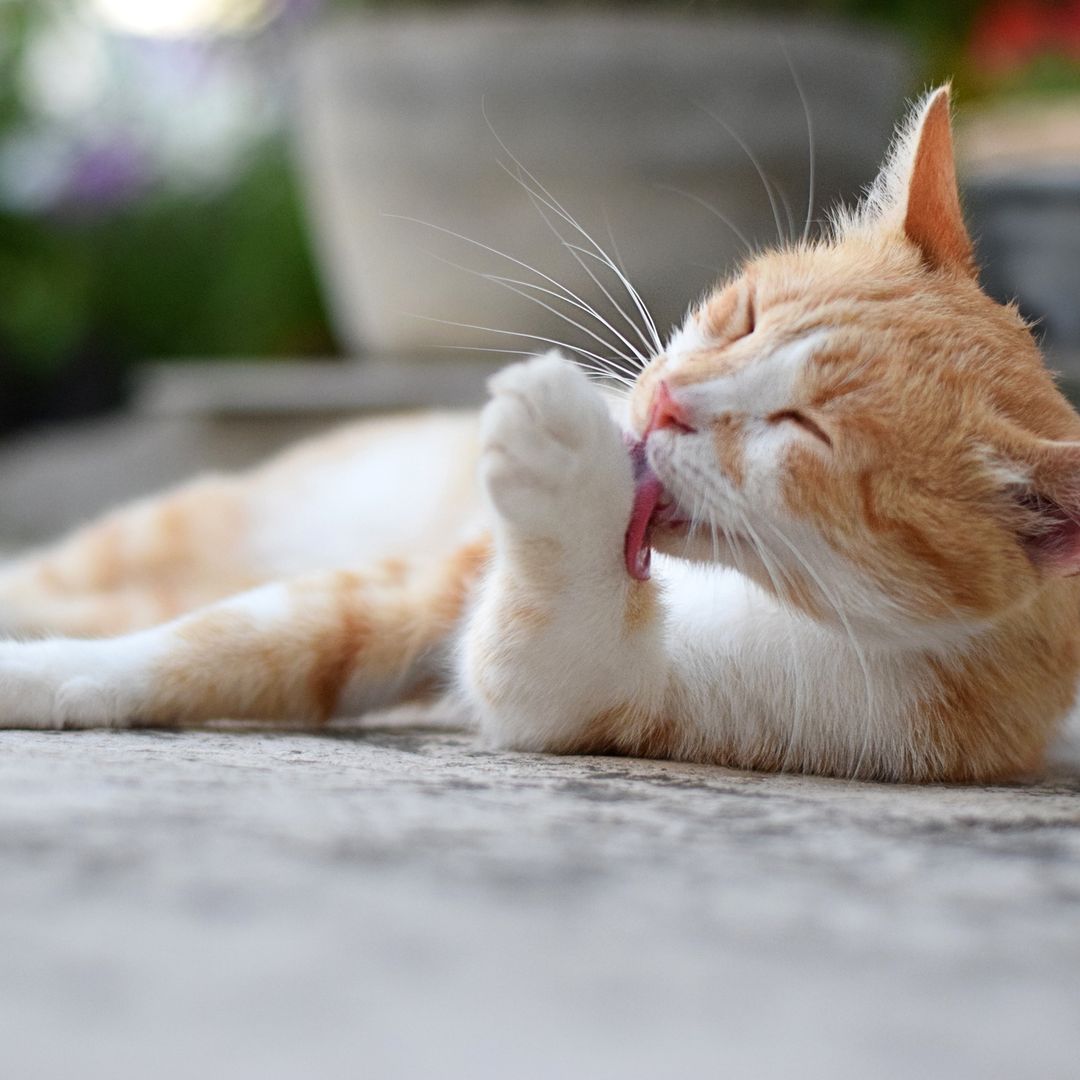 El truco de nuestra experta para combatir las bolas de pelo en gatos