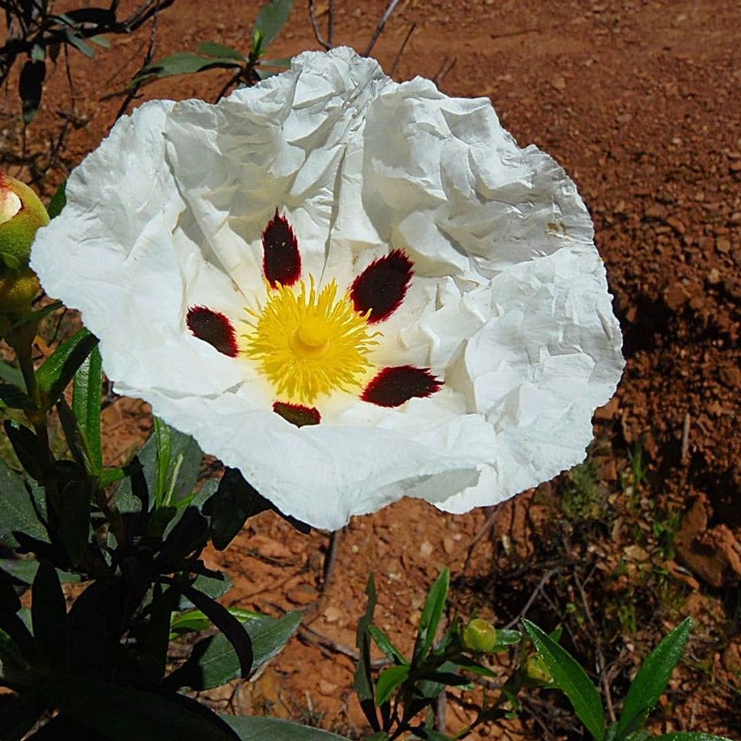 Estos son los cuidados que debes darle a la jara, un arbusto perfecto para el jardín