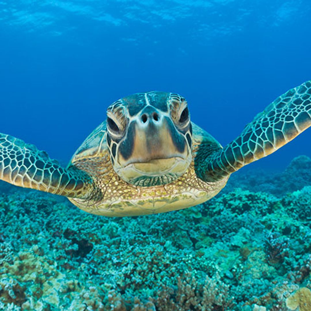 El cambio climático provoca la feminización de la tortuga verde