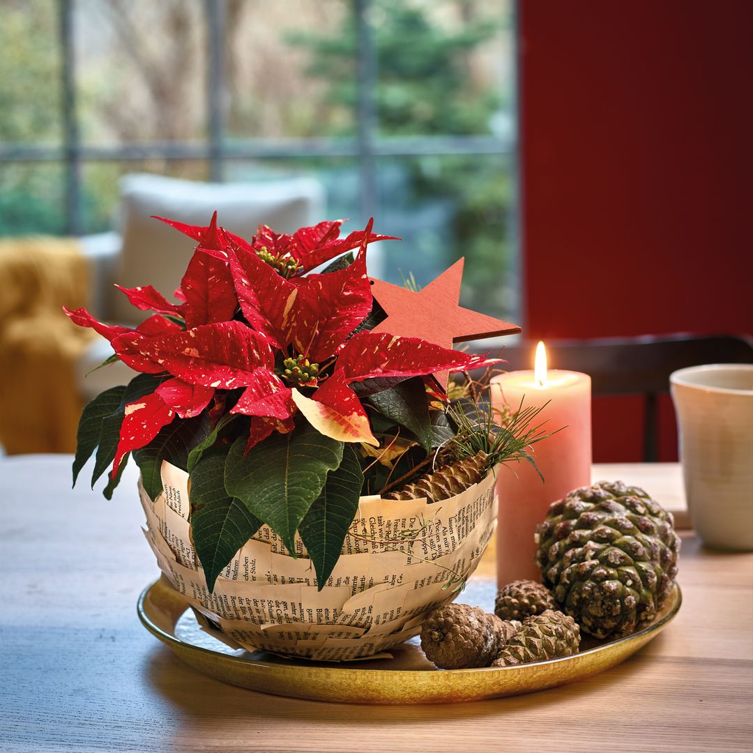 10 plantas perfectas para decorar tu casa esta Navidad y crear un ambiente mágico
