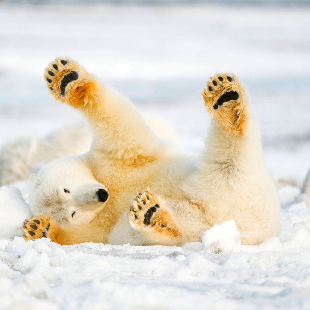 Susurros de hielo: la vida que despierta bajo la nieve y se abre paso entre copos