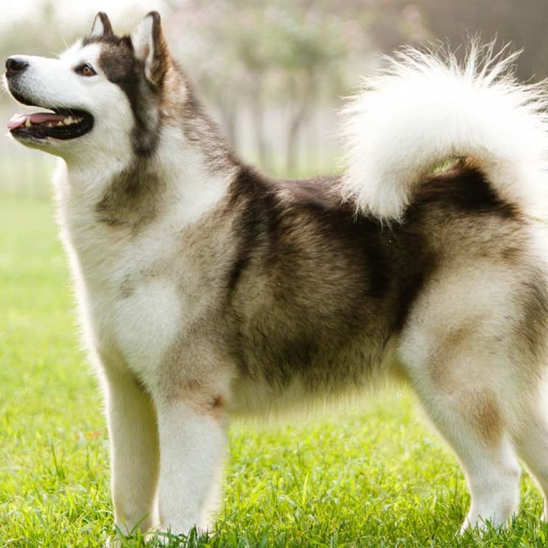 Alaskan malamute, un perro robusto y fiel muy acostumbrado al frío