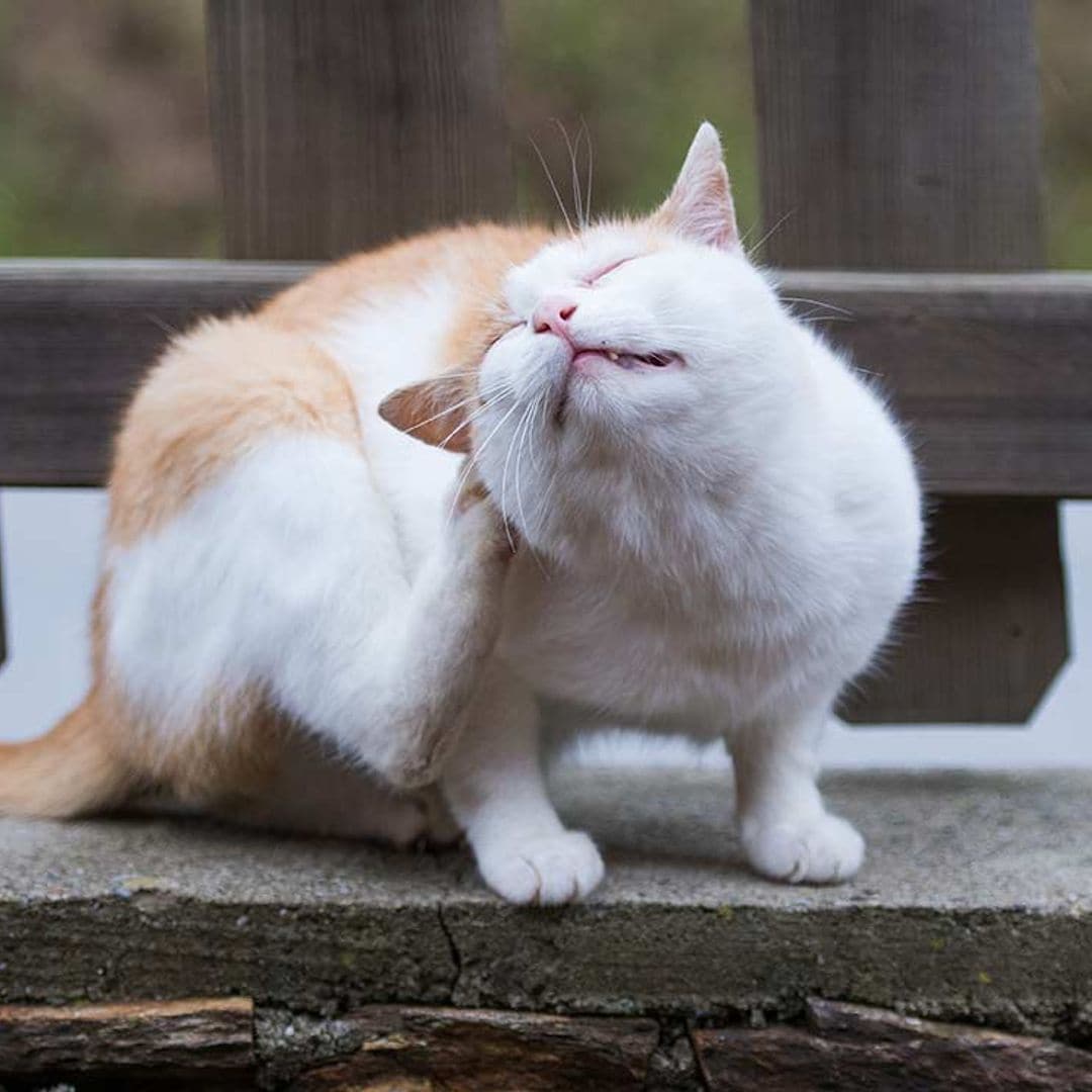 Cómo reconocer que tu gato tiene parásitos