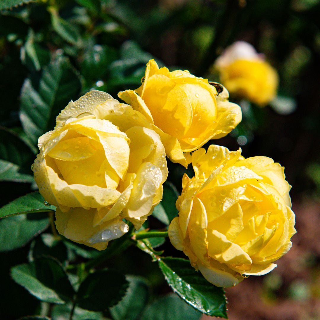 Rosas amarillas
