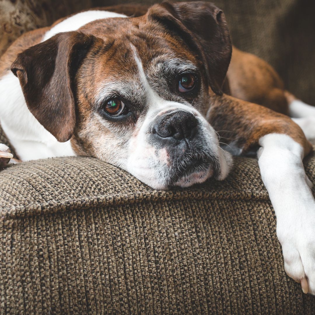 Las 5 reglas de oro que un veterinario recomienda aplicar si tu perro tiene más de 5 años: "Más vale prevenir que curar"