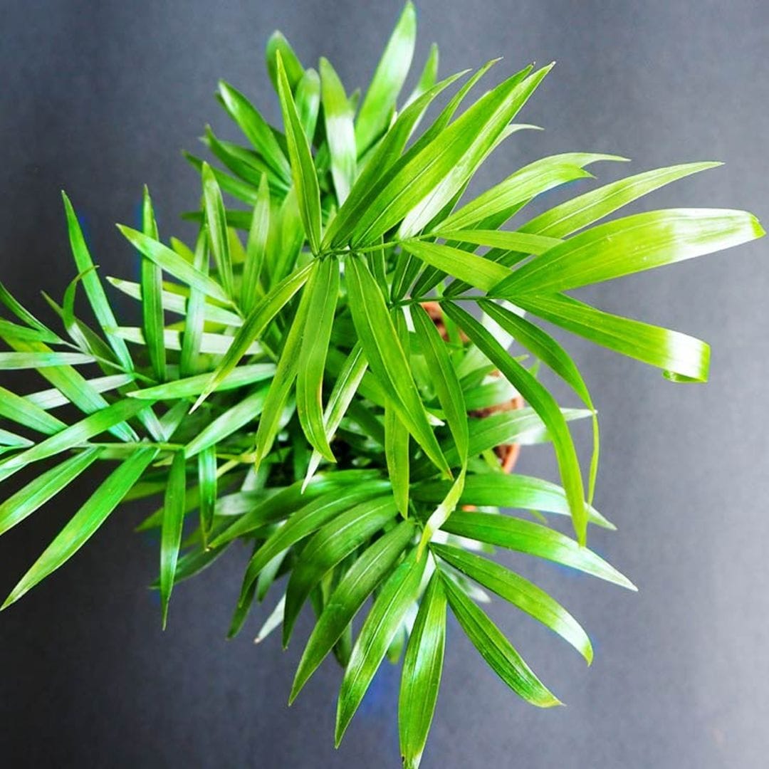'Chamaedorea elegans' o palmera de salón: cómo cuidarla para que alegre tu casa