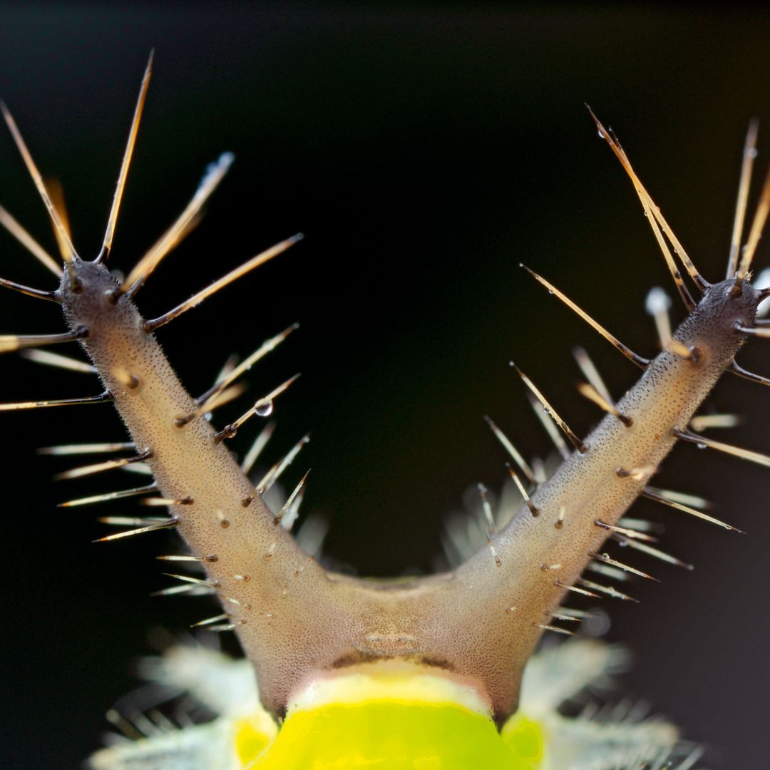 Las espinas de la stinging saddleback