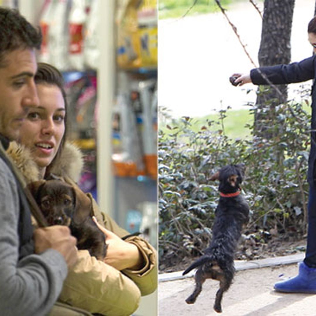 Toda la verdad sobre el 'caso Pistacho', el 'it-dog' de Blanca Suárez