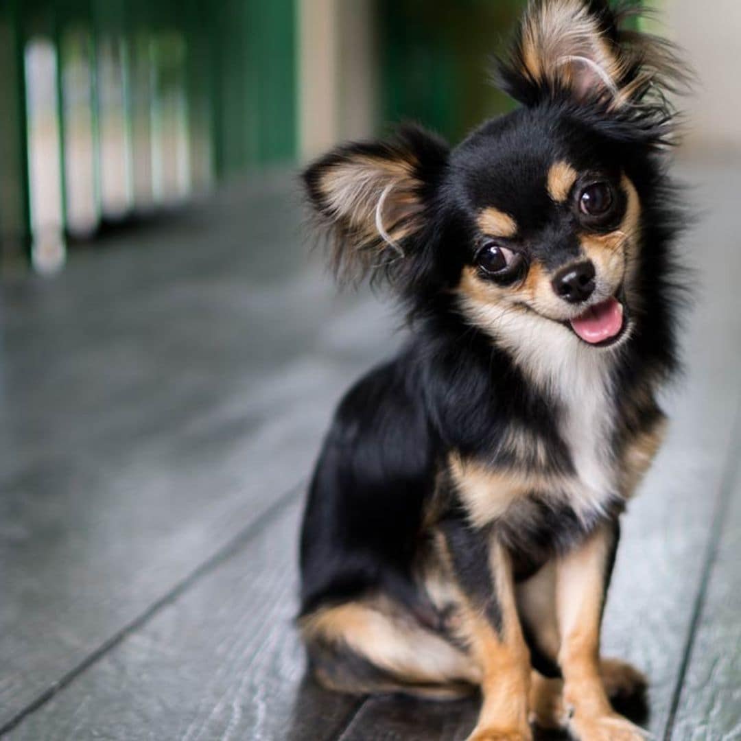 Las 10 razas de perro que triunfan entre los españoles
