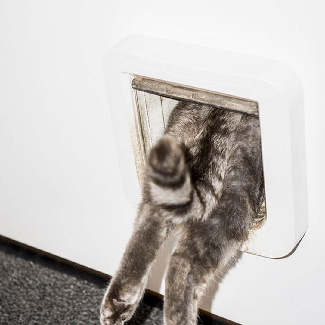 Un gato pasando por una gatera de espaldas
