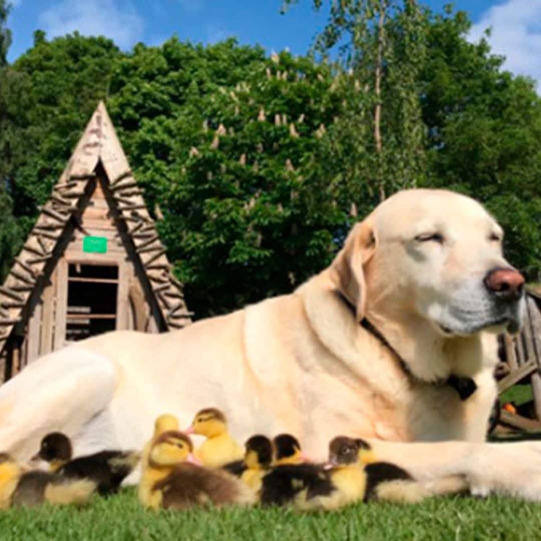 La historia de Fred, el labrador que adoptó a 9 patos te conmoverá