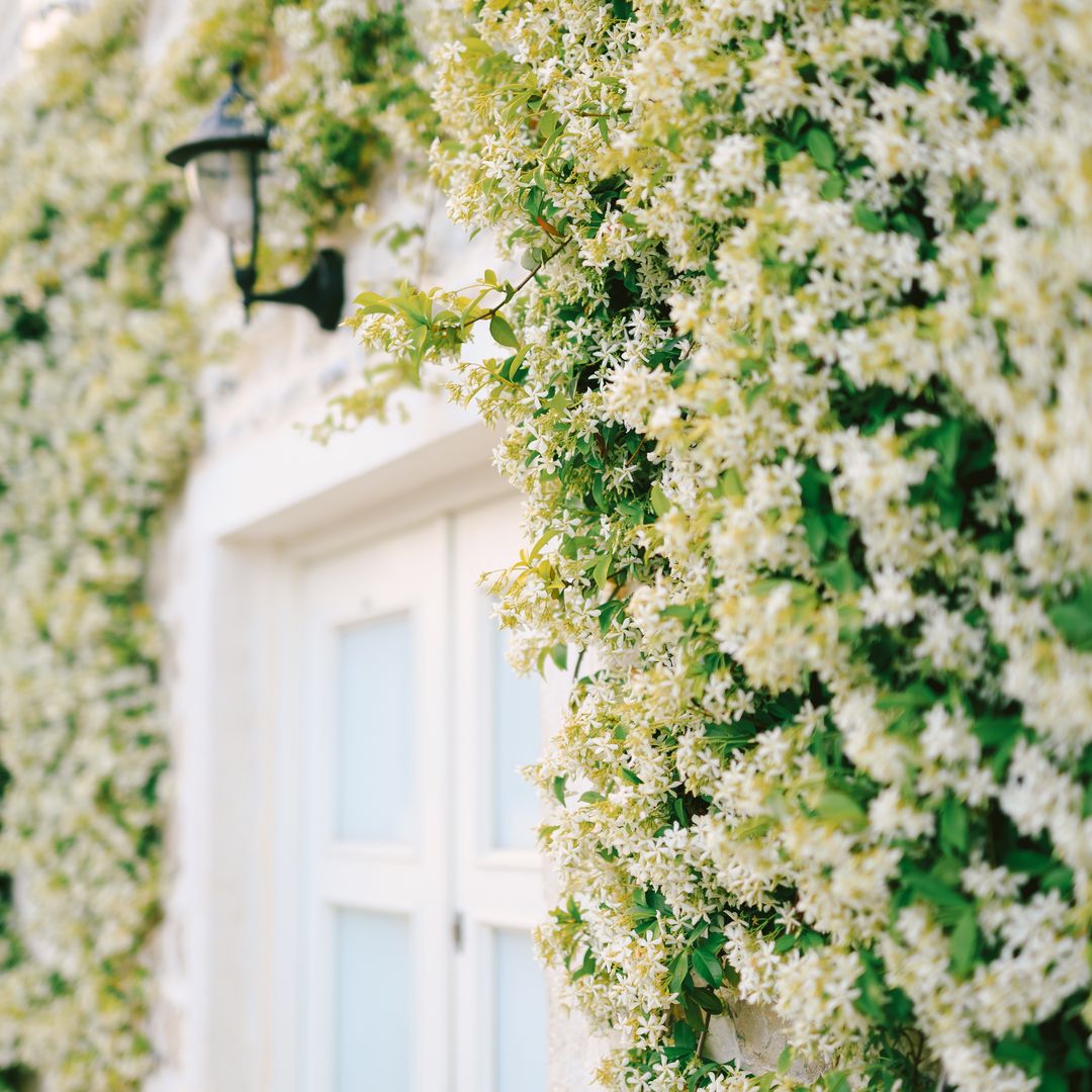 Cómo cuidar el jazmín común en verano para conseguir meses de flores y un aroma envolvente