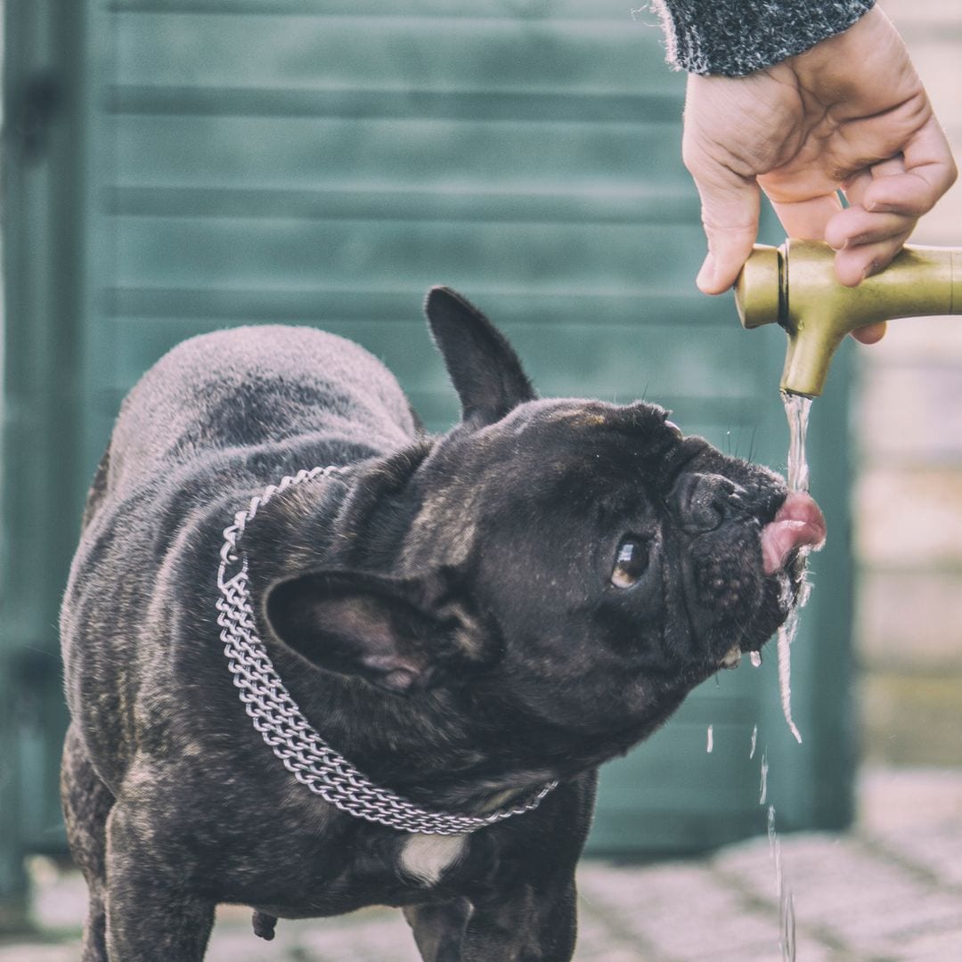 El 'riesgo silencioso' del verano: cómo un golpe de calor puede poner en jaque la vida de tu perro