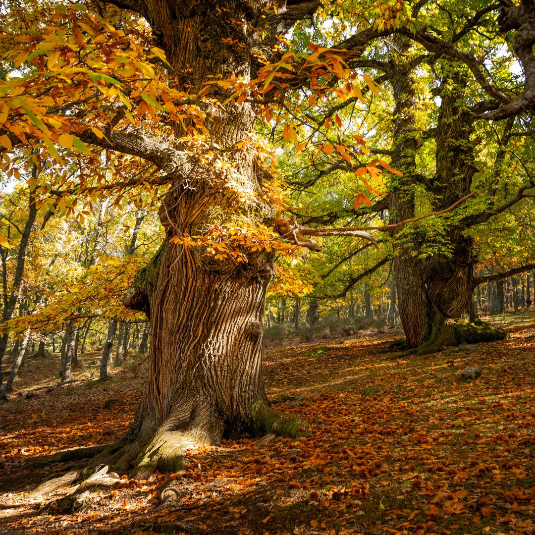 8 escapadas perfectas para hacer en otoño: desde rutas en bicicleta a pueblos medievales