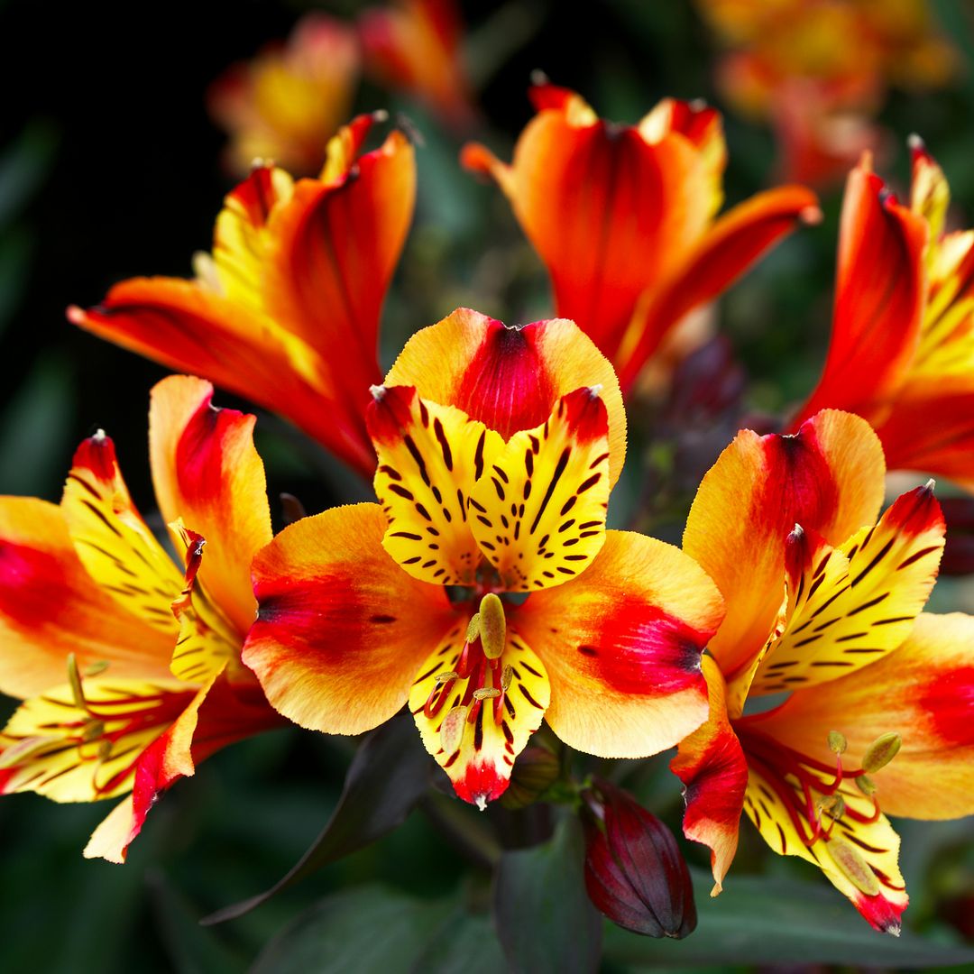 La planta que desafía el calendario y llena tu hogar de primavera en pleno otoño