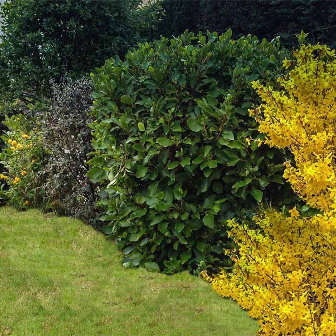 10 arbustos perfectos para plantar en tu jardín en invierno