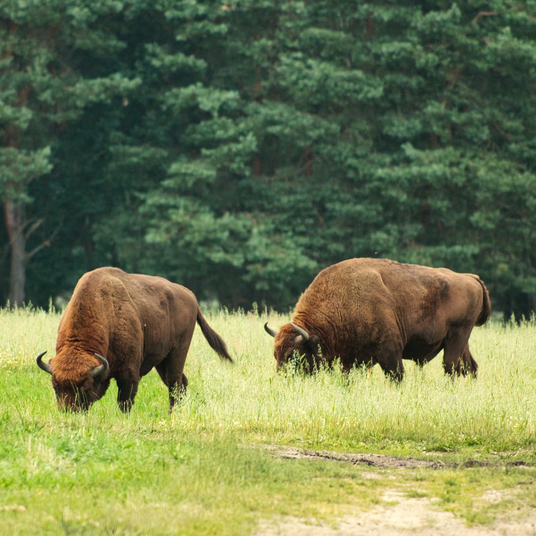 El bosque de Białowieża (Polonia)