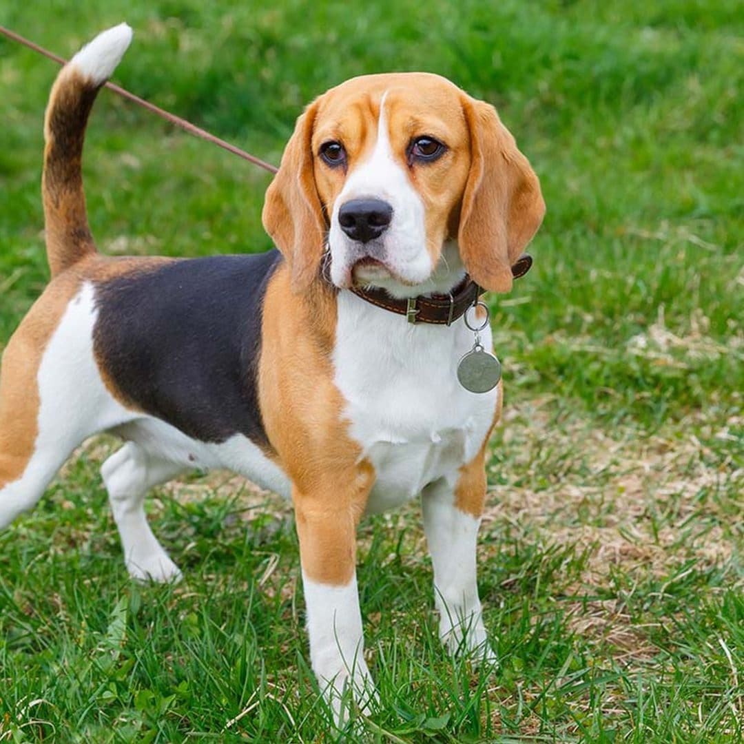 Perros beagle que son capaces de detectar con precisión el cáncer