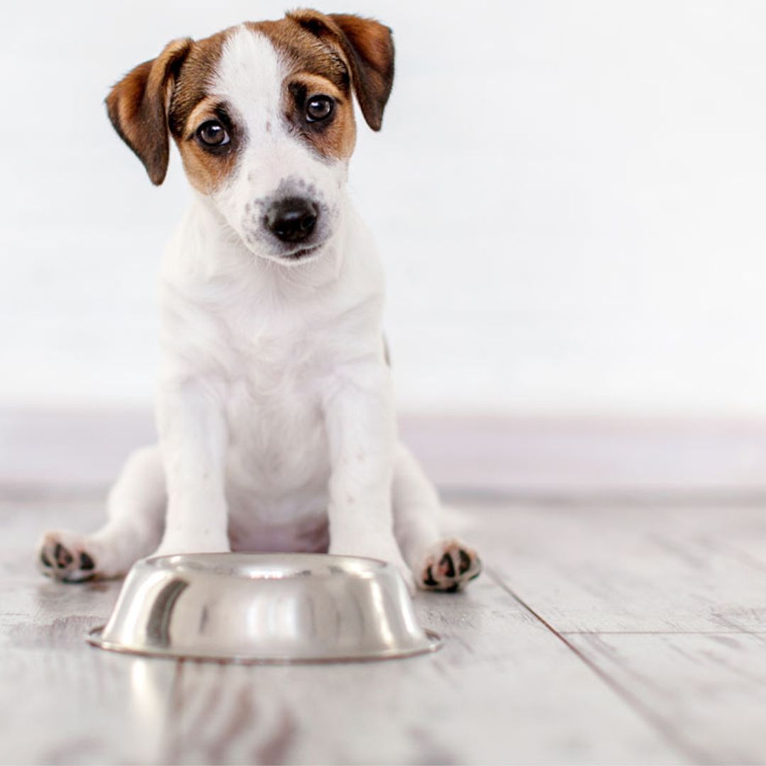 ¿Cómo debe ser la alimentación de tu cachorro?
