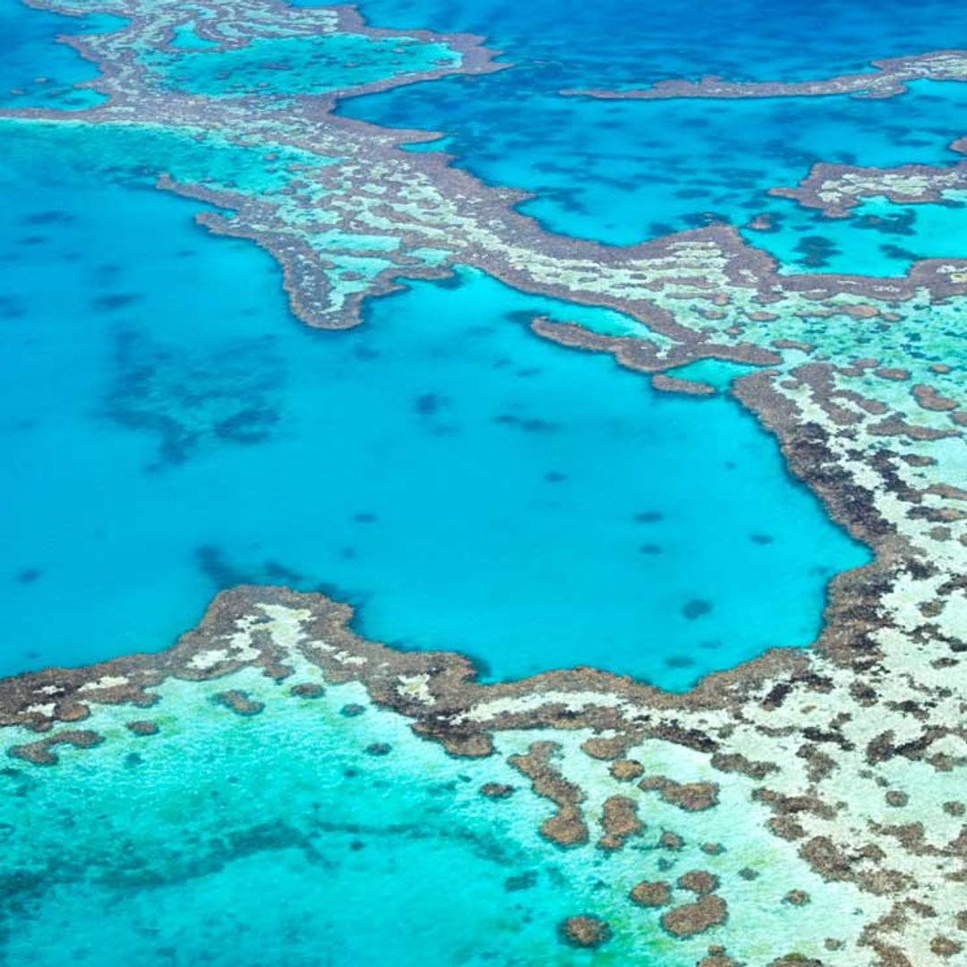 Espectaculares imágenes de miles de tortugas acudiendo a desovar a la Isla de Raine