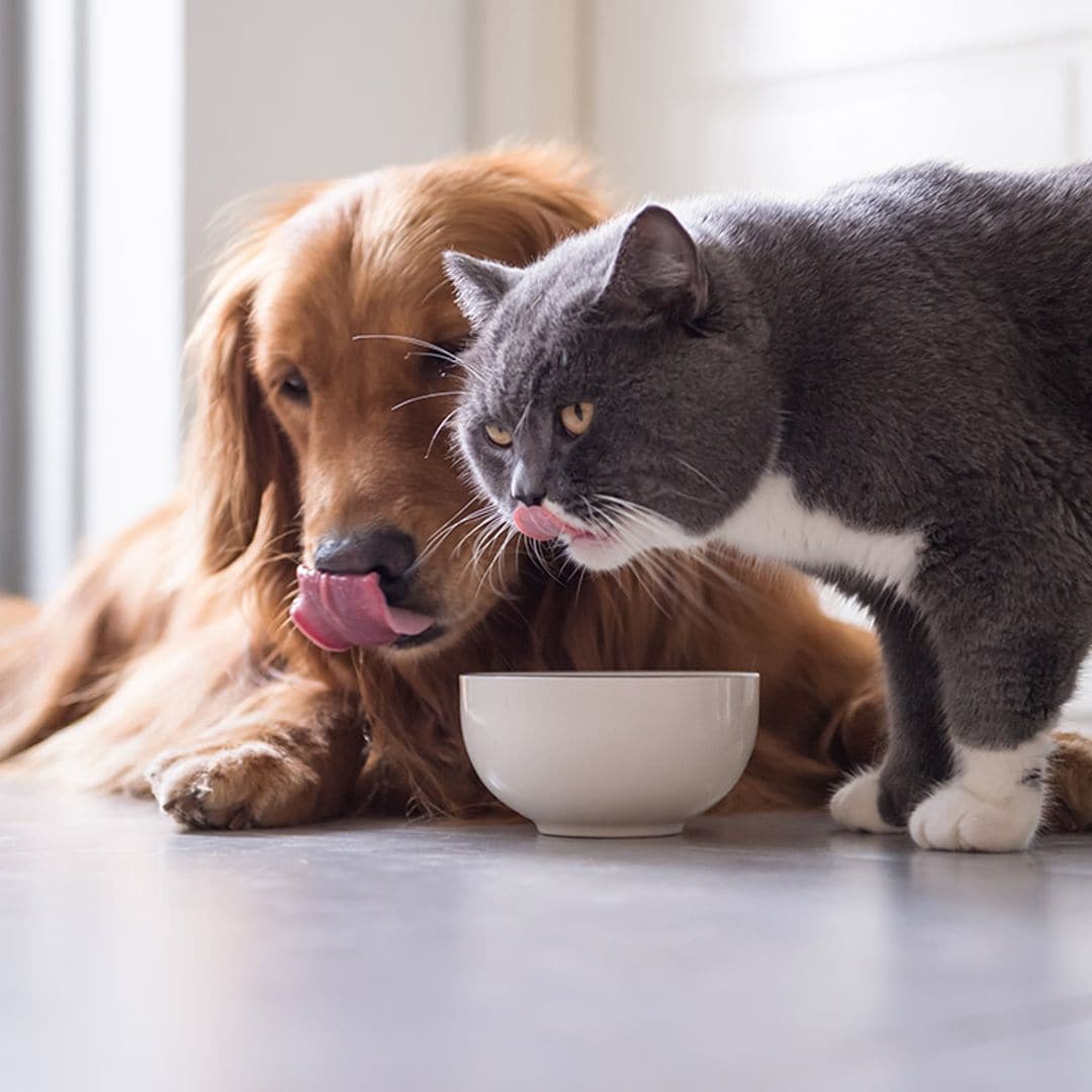 Consejos para evitar que tu perro se coma la comida del gato
