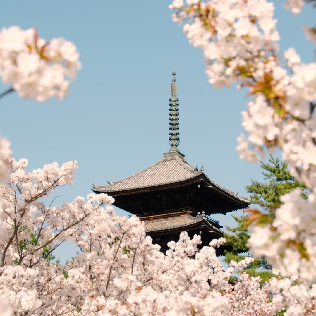 Descubre la magia de los cherry blossoms en Kyoto