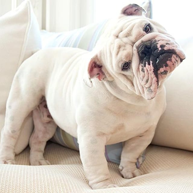 razas de perro nariz chata 1