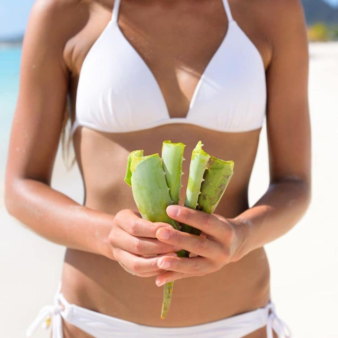 12 plantas medicinales que debes incluir en tu botiquín para el verano