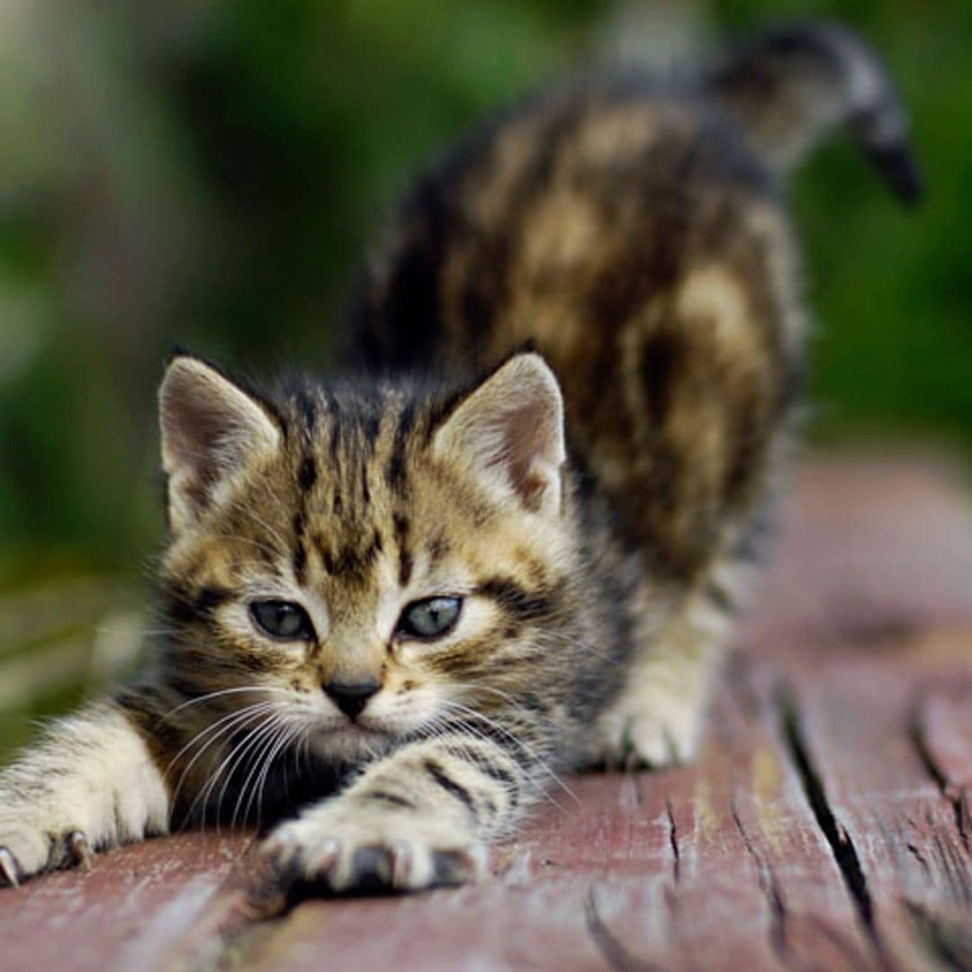 Con estos trucos tu gato dejará de arañar tus muebles