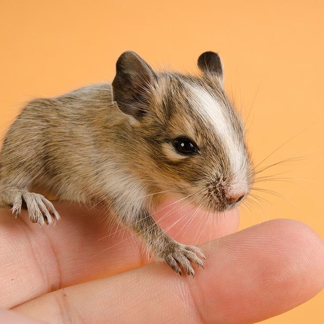 roedor similar chinchilla degu