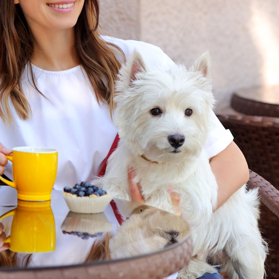 En estos restaurantes tus mascotas son más que bienvenidas