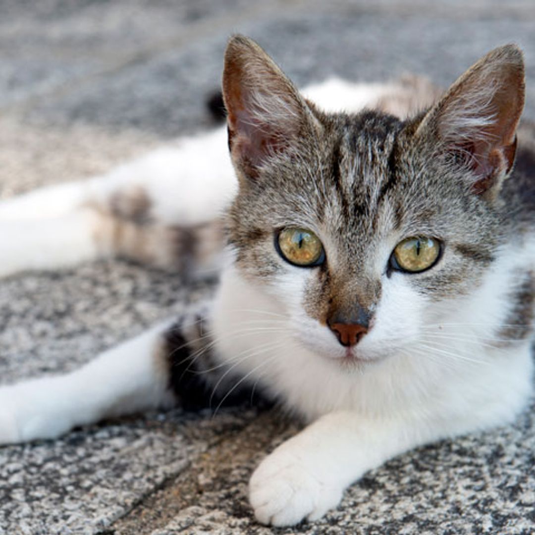 Descubre cómo funcionan los sentidos de tu gato