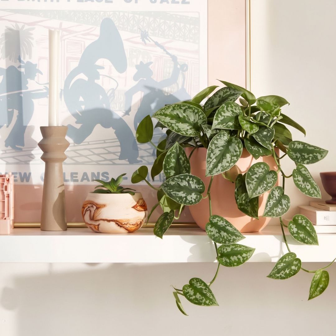 Quentin Brouhon, experto en plantas: "Las especies ideales para el despacho en casa son las que se adaptan a la luz y al tiempo que podemos dedicarles"