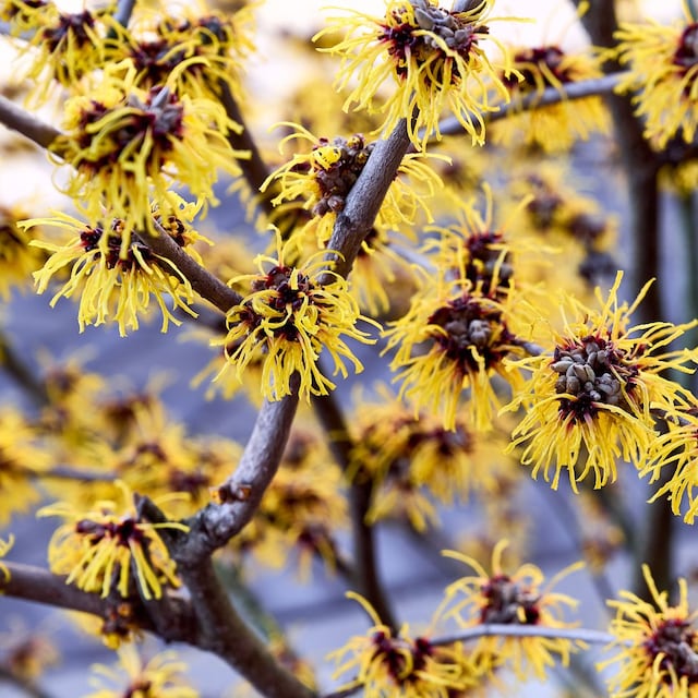 Hamamelis virginiana